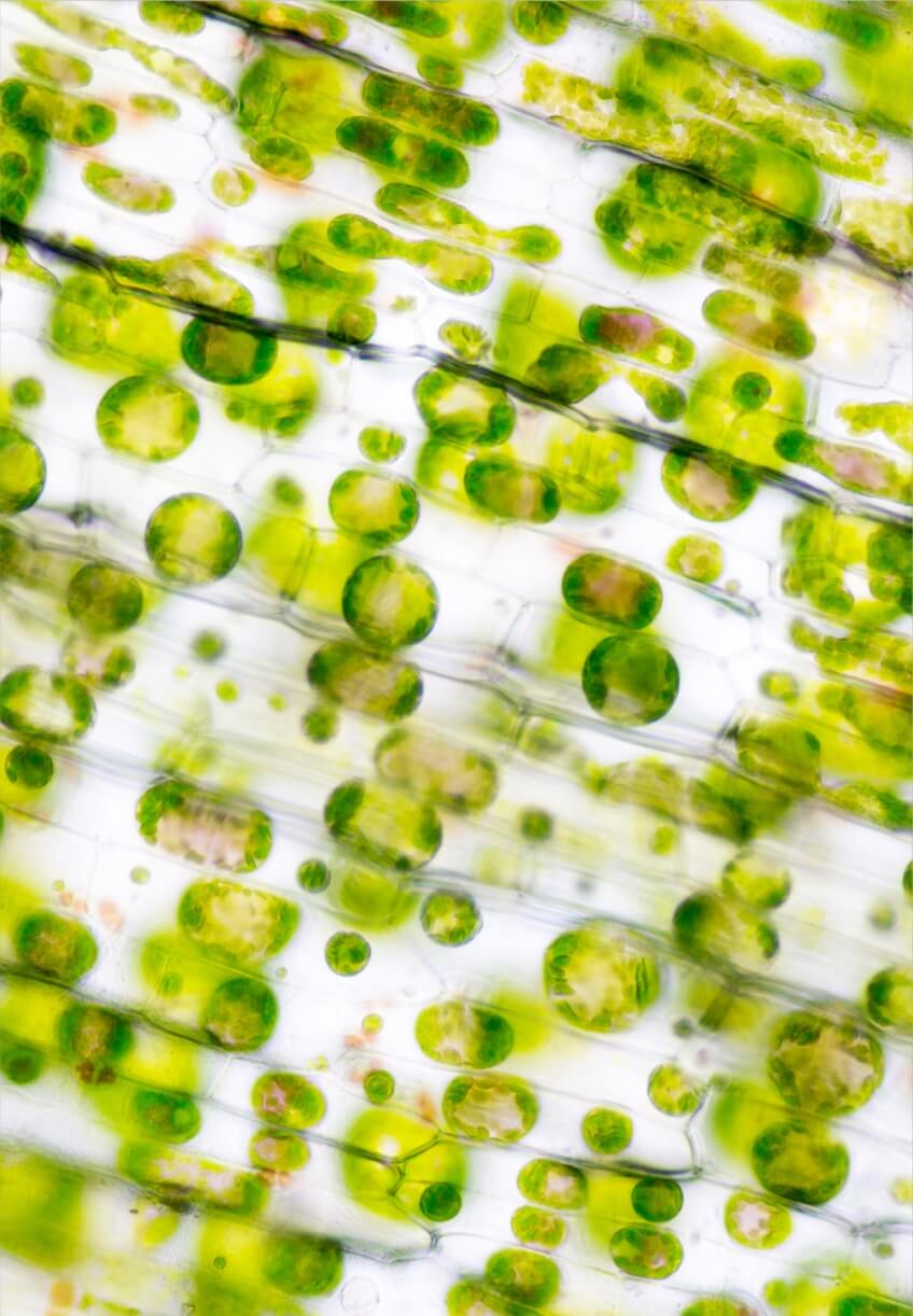 A microscopic view of leaf surface showing plant cells
