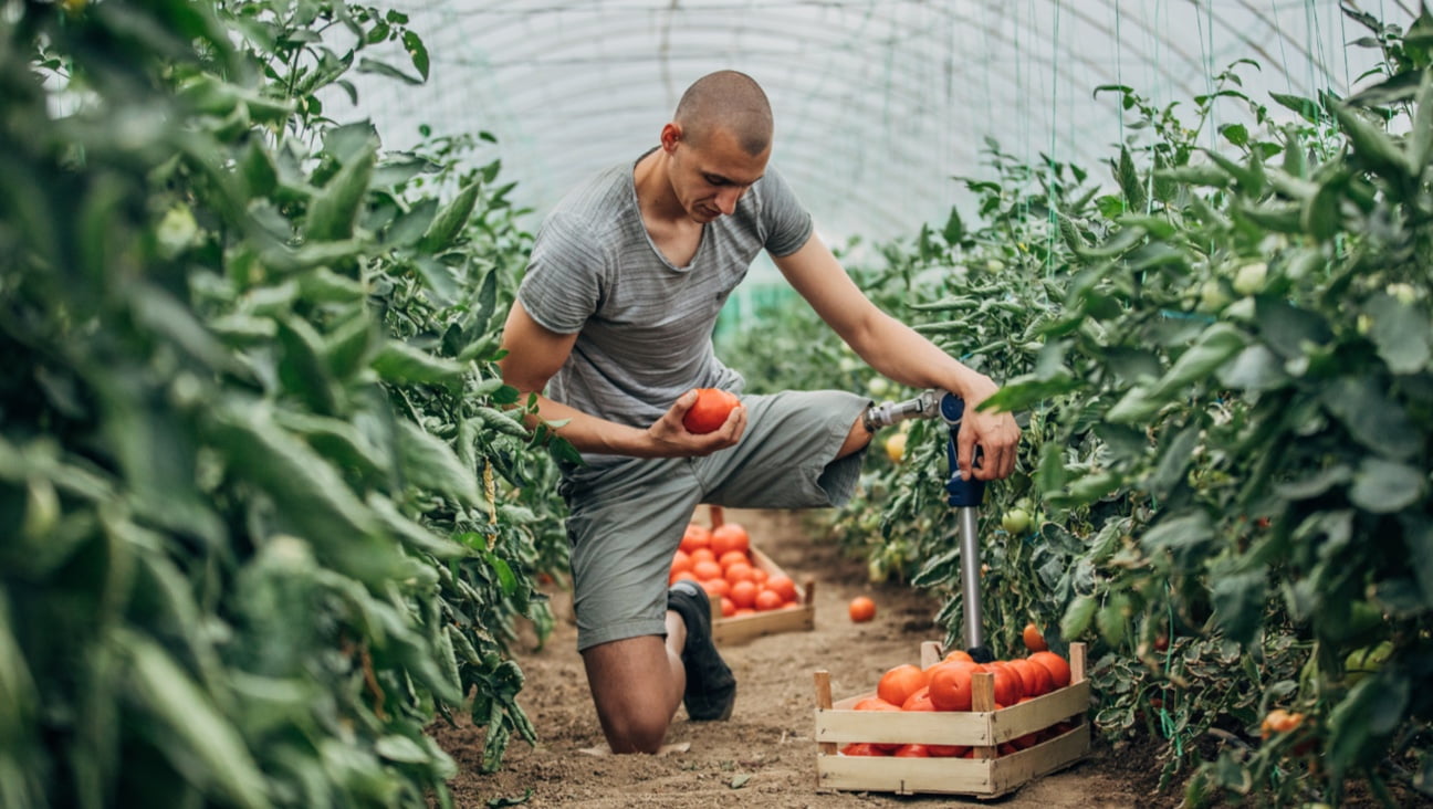A man picking oranges in a poly-tunnel